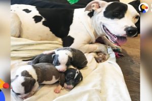Dog Mom Rescues Orphaned Puppies Found In A Box | The Dodo