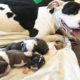 Dog Mom Rescues Orphaned Puppies Found In A Box | The Dodo