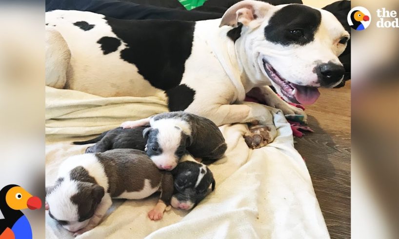 Dog Mom Rescues Orphaned Puppies Found In A Box | The Dodo