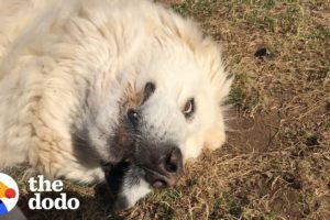 Dog Refuses To Get Inside  | The Dodo