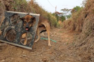 Dog Rescue / My sister saved the dog who was stuck in a trap