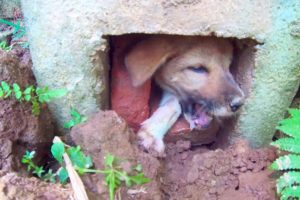 Dog Rescue Poor Puppy Stuck under Electric Pole.. Dog Pleads With Eyes For Rescue