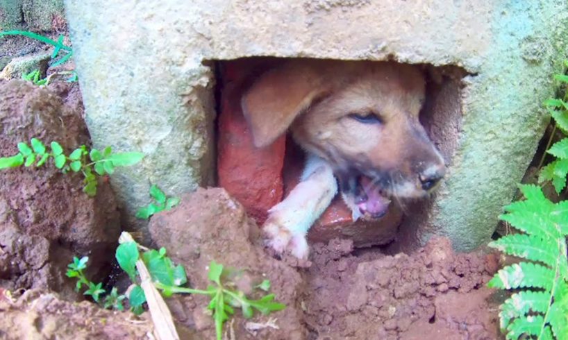 Dog Rescue Poor Puppy Stuck under Electric Pole.. Dog Pleads With Eyes For Rescue