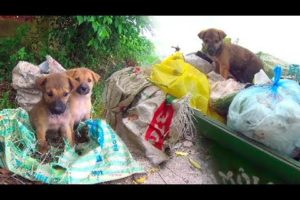Dog rescue puppy abandoned, One puppy, Two puppies or more.. Watch till the end.. Is luck real?