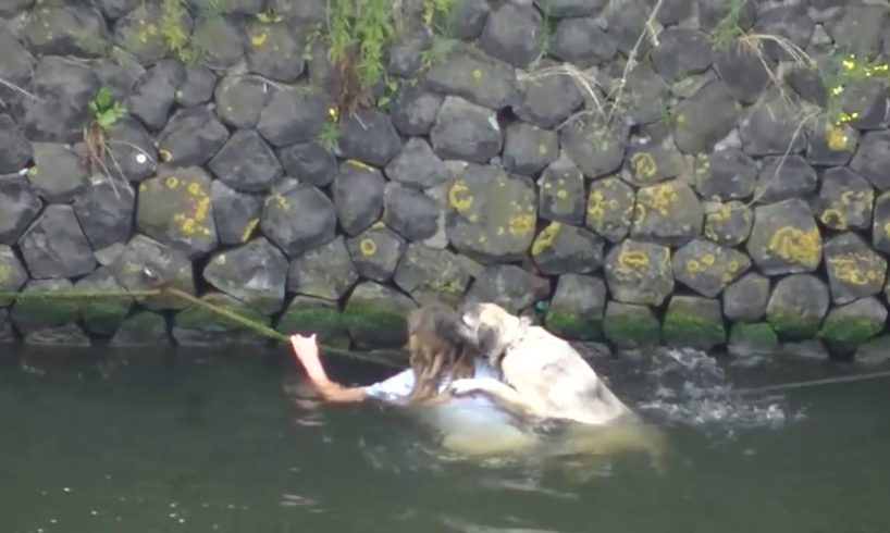 Dog rescued from the water / Hond uit water gered  (IJ, Amsterdam)