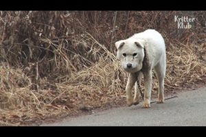 Dog's Face Swollen And Decaying From Short Chain Around Her Neck | Animal in Crisis EP66