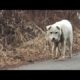 Dog's Face Swollen And Decaying From Short Chain Around Her Neck | Animal in Crisis EP66