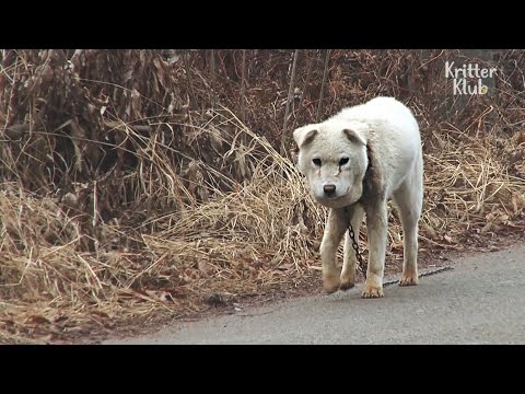 Dog's Face Swollen And Decaying From Short Chain Around Her Neck | Animal in Crisis EP66