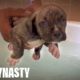 Doggy Paddle: Hulk’s Adorable Pit Bull Puppies Learn To Swim | DOG DYNASTY