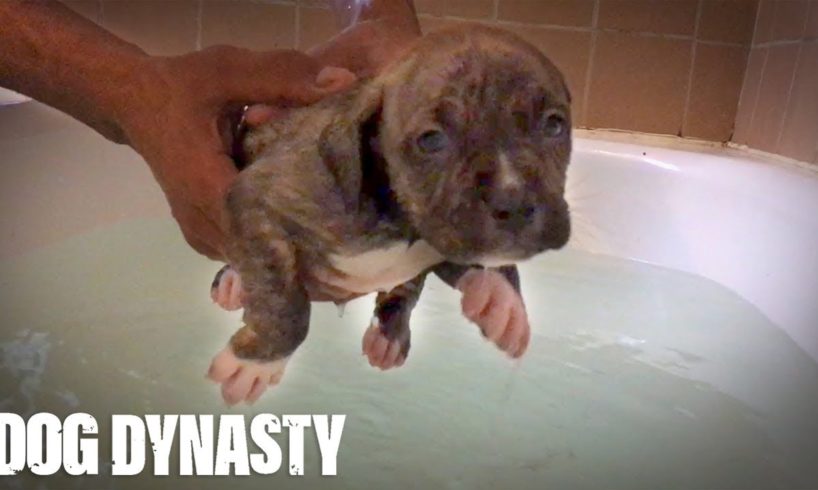Doggy Paddle: Hulk’s Adorable Pit Bull Puppies Learn To Swim | DOG DYNASTY