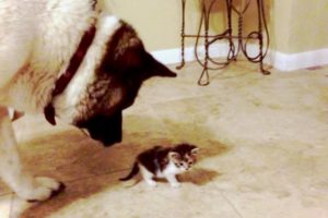 Dogs Meet Kittens for the First Time (HD) [Epic Laughs]