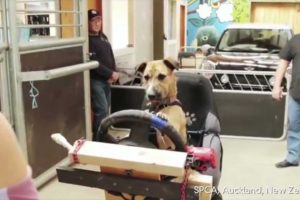 Dogs Taught to Drive for Animal Adoption Campaign