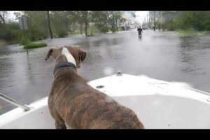 Dogs, cats rescued by boat in Jacksonville, NC