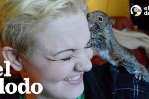 Dos ardillas bebés son liberadas a la vida salvaje por primera vez | El Dodo