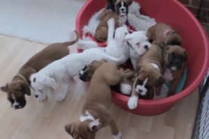 ELEVEN BOXER PUPS IN A LITTER!  * NATURAL BOBTAIL & LONG TAIL
