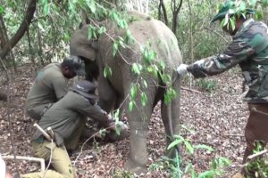 Elephant trapped with a wire is helpless. Wildlife team to the rescue