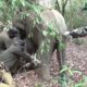 Elephant trapped with a wire is helpless. Wildlife team to the rescue