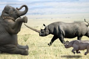 Elephant vs Rhino Real Fight - Ephant Shows Who's Boss and the unexpected