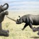 Elephant vs Rhino Real Fight - Ephant Shows Who's Boss and the unexpected
