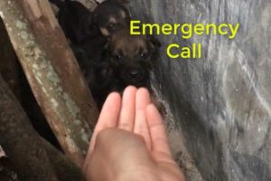 Emergency Call... The Story Rescues 4 Abandoned Puppies