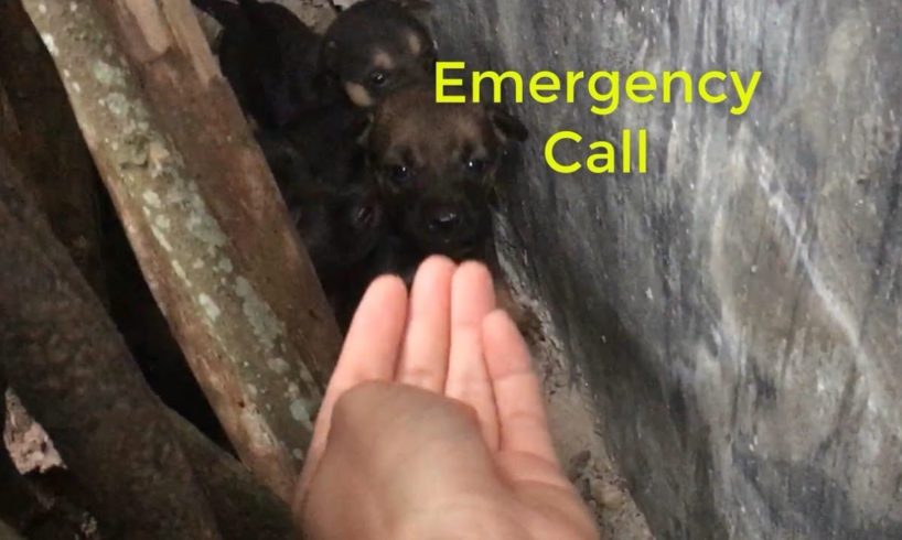 Emergency Call... The Story Rescues 4 Abandoned Puppies