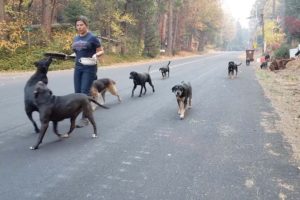 Emotional Moment Animals Get Rescued From California Camp Fire