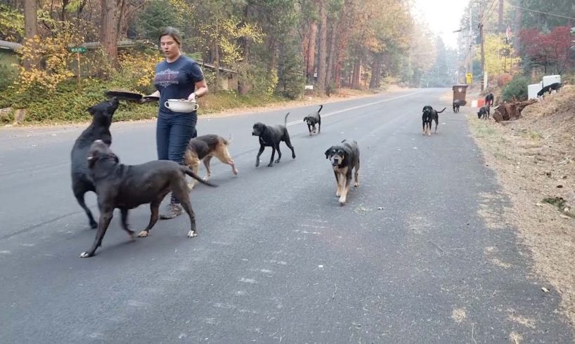 Emotional Moment Animals Get Rescued From California Camp Fire