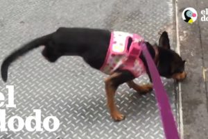 Esta perrita es una inspiración única | El Dodo