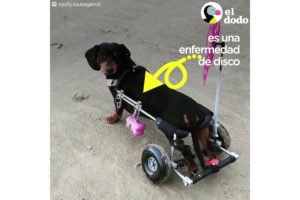 Esta perrita salchicha es una esquiadora profesional | El Dodo