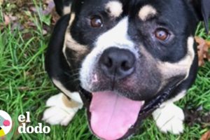 Este pit bull va de la agresión al amor | El Dodo