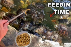 FEEDING HUNDREDS of RESCUED TURTLES!!! *crazy*