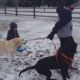 FUNNIEST DOGS in SNOW COMPILATION - Haven't seen better yet! Enjoy watching and LAUGH with us!