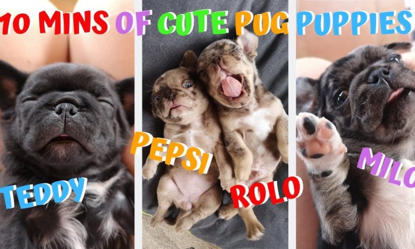 FUNNY AND CUTE PUG PUPPIES VIDEO COMPILATION *adorable merle dog pug puppies**