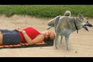 FUNNY ANIMALS on the BEACH, this is FUNNIER THAN WATCHING CATS! - Funny ANIMAL compilation