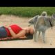 FUNNY ANIMALS on the BEACH, this is FUNNIER THAN WATCHING CATS! - Funny ANIMAL compilation