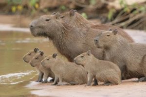 Fascinating Reason Why Other Animals Like Capybaras So Much