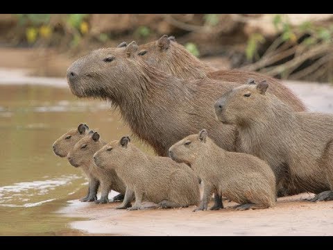 Fascinating Reason Why Other Animals Like Capybaras So Much