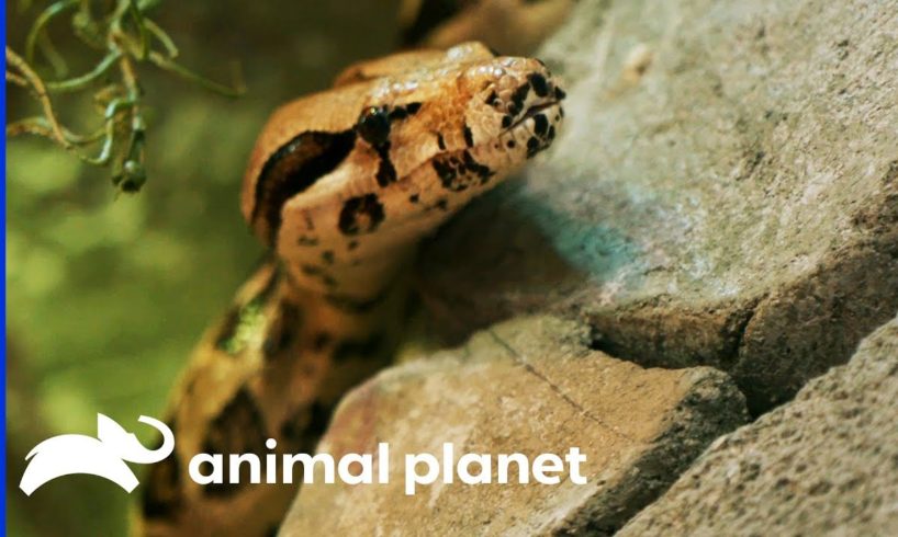 Four Rescued Snakes Get An Insane Jungle Enclosure | Animal Cribs