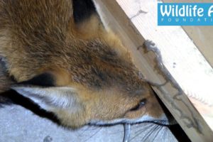 Fox inside a Coffee Machine - Animal Rescue