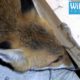 Fox inside a Coffee Machine - Animal Rescue
