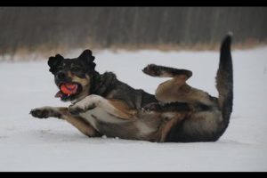 Funnest Animals Slipping on Ice Compilation