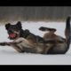 Funnest Animals Slipping on Ice Compilation