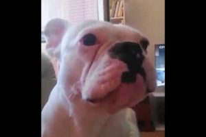 Funniest & Cutest French Bulldog puppies Videos Compilation 2018  Funny DOG vines compilation #320