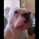 Funniest & Cutest French Bulldog puppies Videos Compilation 2018  Funny DOG vines compilation #320