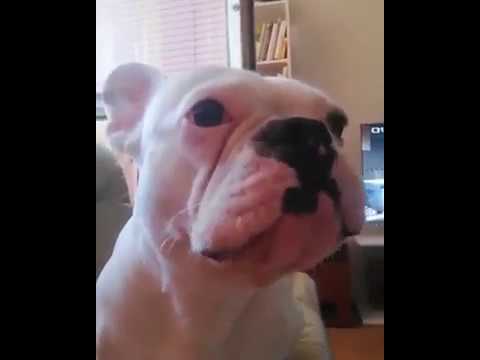 Funniest & Cutest French Bulldog puppies Videos Compilation 2018 Funny DOG vines compilation #320