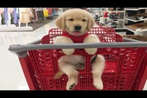 Funniest & Cutest Golden Retriever Puppies #10 - Funny Puppy Videos 2019