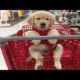 Funniest & Cutest Golden Retriever Puppies #10 - Funny Puppy Videos 2019