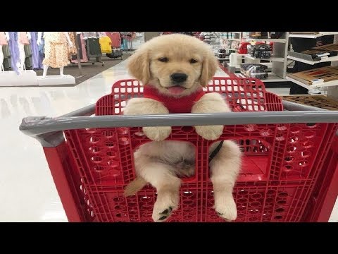 Funniest & Cutest Golden Retriever Puppies #10 - Funny Puppy Videos 2019