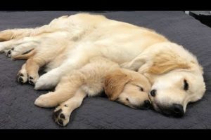 Funniest & Cutest Golden Retriever Puppies #18 - Funny Puppy Videos 2019