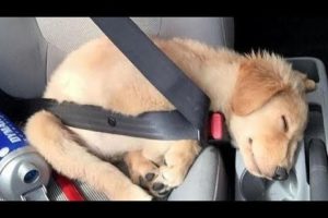 Funniest & Cutest Golden Retriever Puppies #19 - Funny Puppy Videos 2019